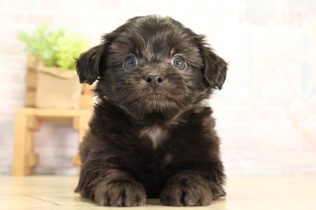 愛知県のハーフ犬・ミックス犬 (Coo&RIKU東海店/2026年3月21日生まれ/男の子/ブラック)の子犬の1枚目の画像