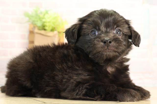 愛知県のハーフ犬・ミックス犬 (Coo&RIKU東海店/2026年3月21日生まれ/男の子/ブラック)の子犬の2枚目の画像