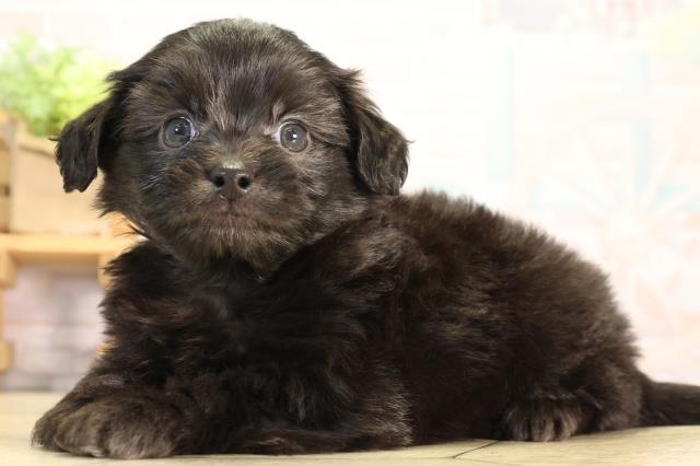 愛知県のハーフ犬・ミックス犬 (Coo&RIKU東海店/2026年3月21日生まれ/男の子/ブラック)の子犬の3枚目の画像