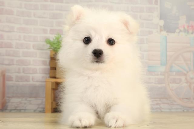 三重県の日本スピッツ (Coo&RIKU津高茶屋店/2026年3月21日生まれ/女の子/ホワイト)の子犬の1枚目の画像