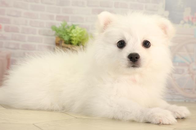三重県の日本スピッツ (Coo&RIKU津高茶屋店/2026年3月21日生まれ/女の子/ホワイト)の子犬の2枚目の画像