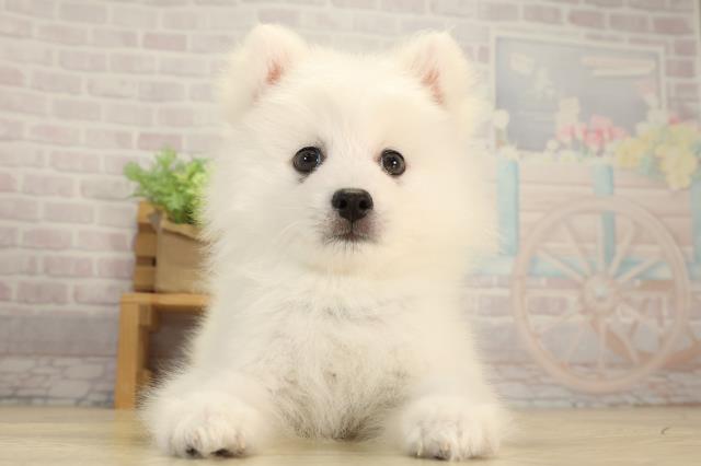 愛知県の日本スピッツ (Coo&RIKU豊橋店/2026年3月21日生まれ/男の子/ホワイト)の子犬の1枚目の画像