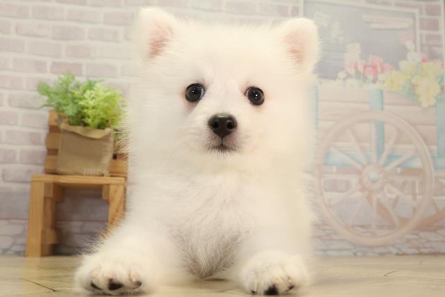 三重県の日本スピッツ (Coo&RIKU四日市店/2026年3月22日生まれ/男の子/ホワイト)の子犬の1枚目の画像