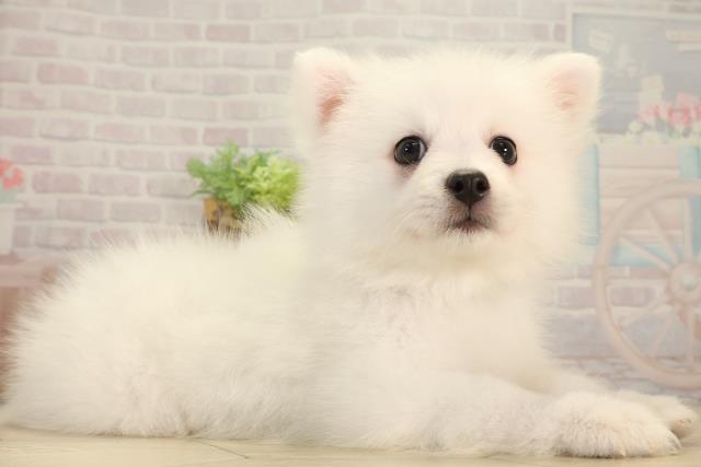 三重県の日本スピッツ (Coo&RIKU四日市店/2026年3月22日生まれ/男の子/ホワイト)の子犬の2枚目の画像