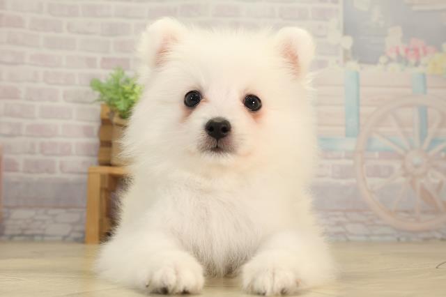 愛知県の日本スピッツ (Coo&RIKU豊田店/2026年3月22日生まれ/男の子/ホワイト)の子犬