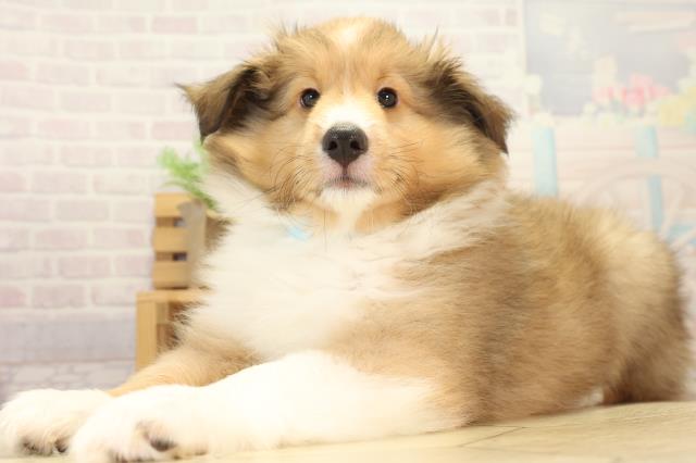 三重県のシェットランドシープドッグ (Coo&RIKU津高茶屋店/2026年3月22日生まれ/男の子/セーブルホワイト)の子犬の3枚目の画像