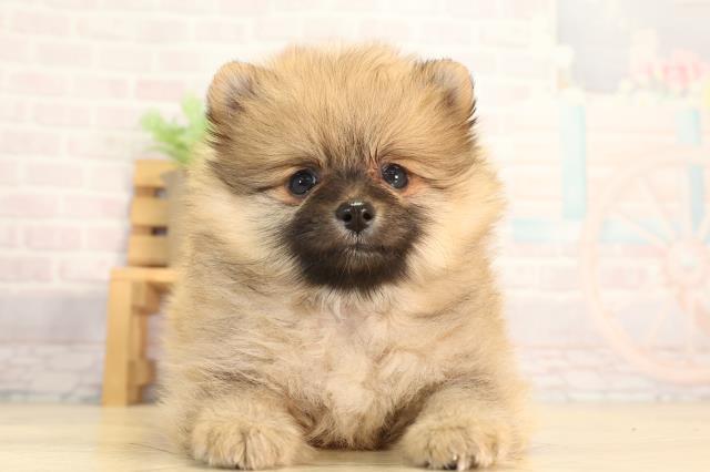 愛知県のポメラニアン (Coo&RIKU名古屋みなと店/2026年3月20日生まれ/男の子/オレンジ)の子犬の1枚目の画像