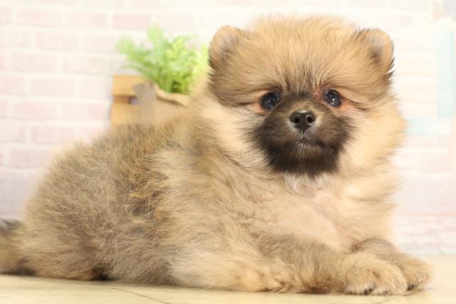 愛知県のポメラニアン (Coo&RIKU名古屋みなと店/2026年3月20日生まれ/男の子/オレンジ)の子犬の2枚目の画像