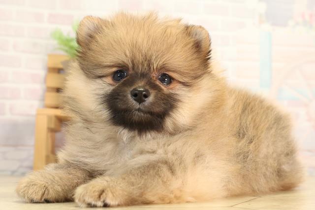 愛知県のポメラニアン (Coo&RIKU名古屋みなと店/2026年3月20日生まれ/男の子/オレンジ)の子犬の3枚目の画像