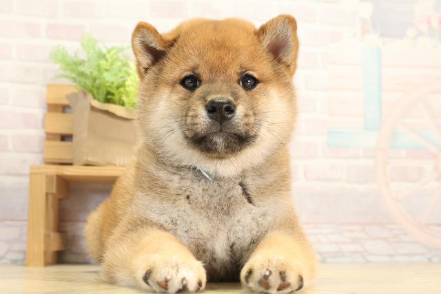 愛知県の柴犬(標準サイズ) (Coo&RIKU豊田店/2026年3月22日生まれ/男の子/赤)の子犬の1枚目の画像