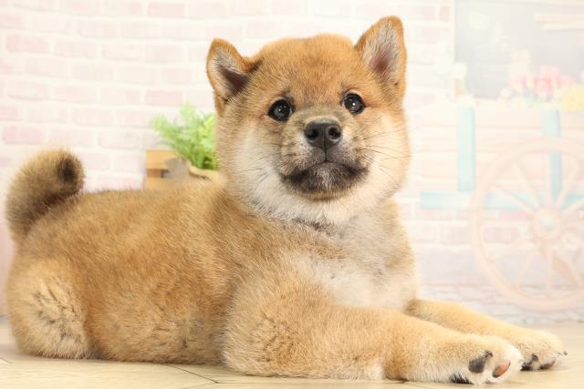 愛知県の柴犬(標準サイズ) (Coo&RIKU豊田店/2026年3月22日生まれ/男の子/赤)の子犬の2枚目の画像