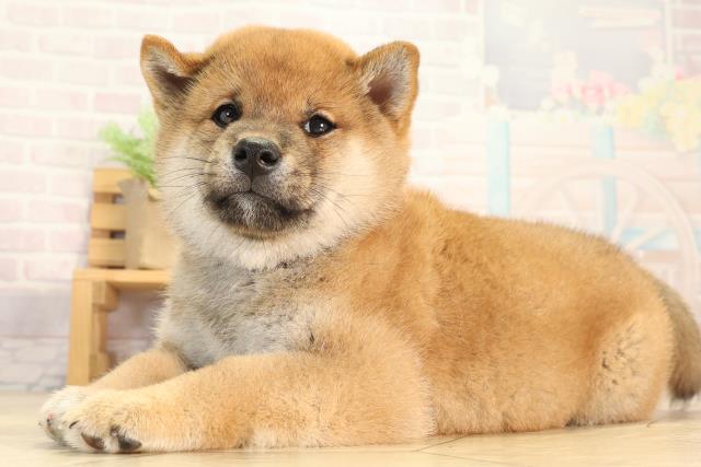 愛知県の柴犬(標準サイズ) (Coo&RIKU豊田店/2026年3月22日生まれ/男の子/赤)の子犬の3枚目の画像