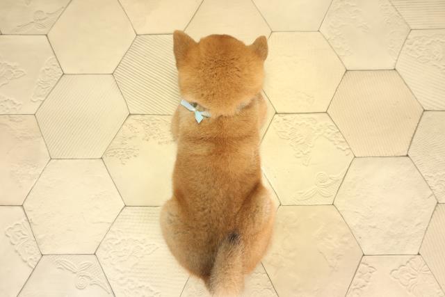 愛知県の柴犬(標準サイズ) (Coo&RIKU豊田店/2026年3月22日生まれ/男の子/赤)の子犬の4枚目の画像