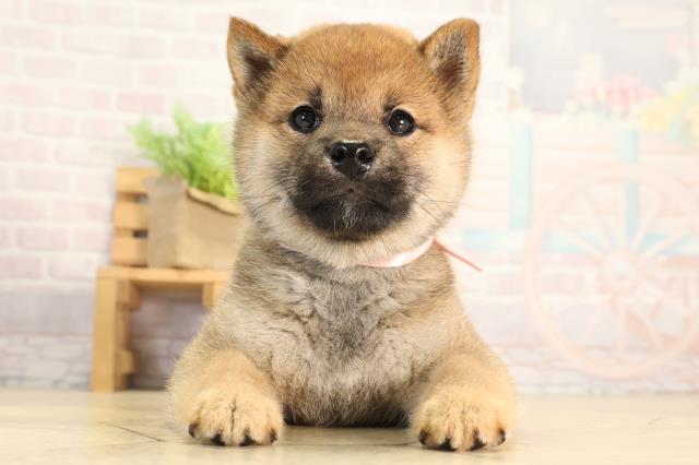 愛知県の柴犬(標準サイズ) (Coo&RIKU岡崎店/2026年3月22日生まれ/女の子/赤)の子犬の1枚目の画像
