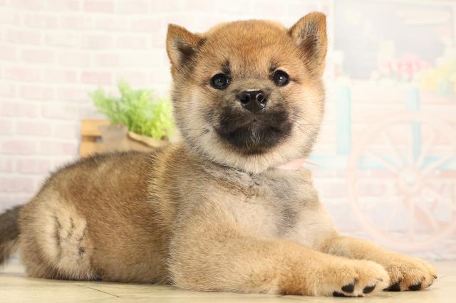 愛知県の柴犬(標準サイズ) (Coo&RIKU岡崎店/2026年3月22日生まれ/女の子/赤)の子犬の2枚目の画像