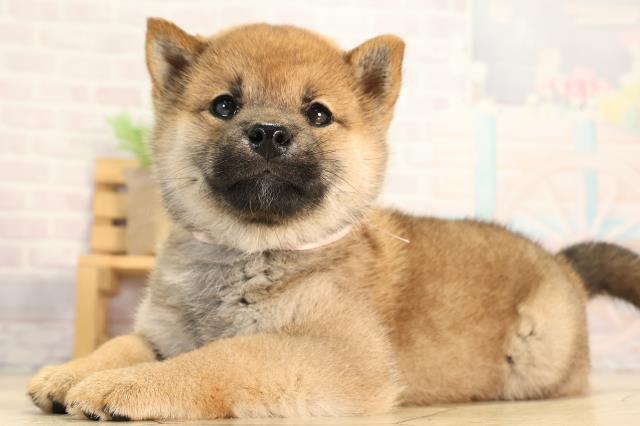 愛知県の柴犬(標準サイズ) (Coo&RIKU岡崎店/2026年3月22日生まれ/女の子/赤)の子犬の3枚目の画像
