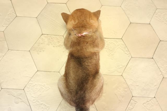 愛知県の柴犬(標準サイズ) (Coo&RIKU岡崎店/2026年3月22日生まれ/女の子/赤)の子犬の4枚目の画像