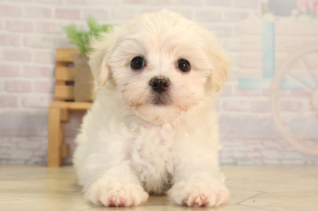 三重県のハーフ犬・ミックス犬 (Coo&RIKU四日市店/2026年3月21日生まれ/女の子/クリーム)の子犬の1枚目の画像