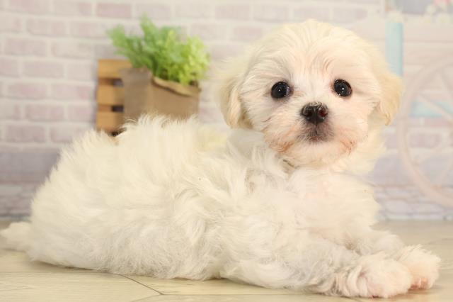 三重県のハーフ犬・ミックス犬 (Coo&RIKU四日市店/2026年3月21日生まれ/女の子/クリーム)の子犬の2枚目の画像