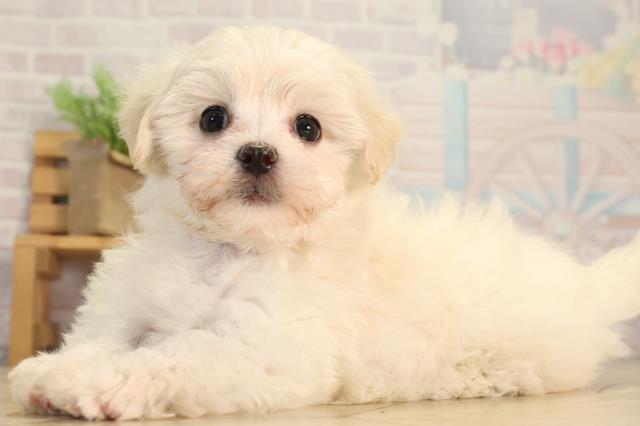 三重県のハーフ犬・ミックス犬 (Coo&RIKU四日市店/2026年3月21日生まれ/女の子/クリーム)の子犬の3枚目の画像