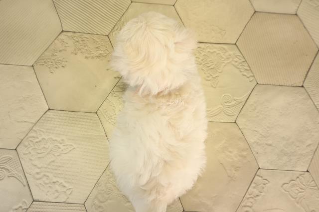 三重県のハーフ犬・ミックス犬 (Coo&RIKU四日市店/2026年3月21日生まれ/女の子/クリーム)の子犬の4枚目の画像