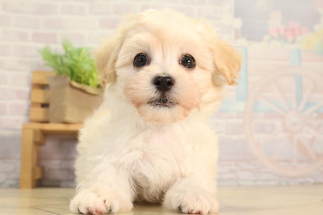 愛知県のハーフ犬・ミックス犬 (Coo&RIKU半田店/2026年3月21日生まれ/男の子/クリーム)の子犬の1枚目の画像
