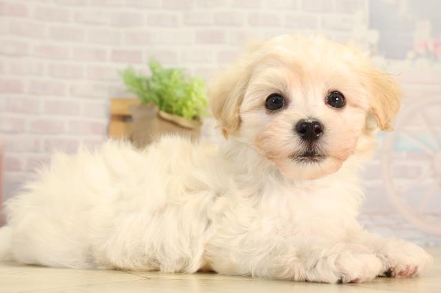 愛知県のハーフ犬・ミックス犬 (Coo&RIKU半田店/2026年3月21日生まれ/男の子/クリーム)の子犬の2枚目の画像