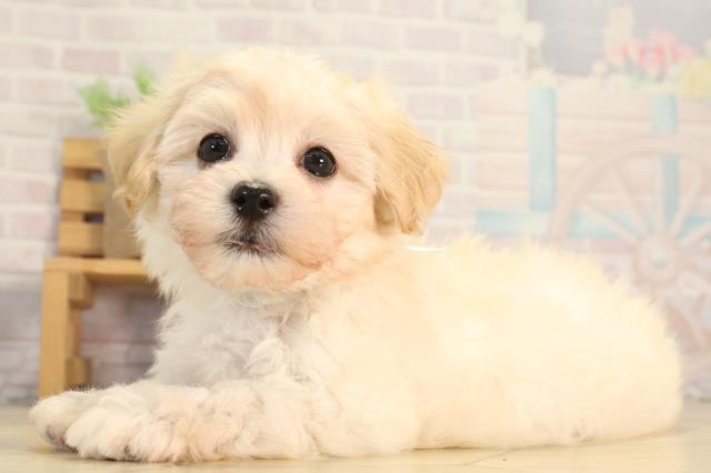 愛知県のハーフ犬・ミックス犬 (Coo&RIKU半田店/2026年3月21日生まれ/男の子/クリーム)の子犬の3枚目の画像