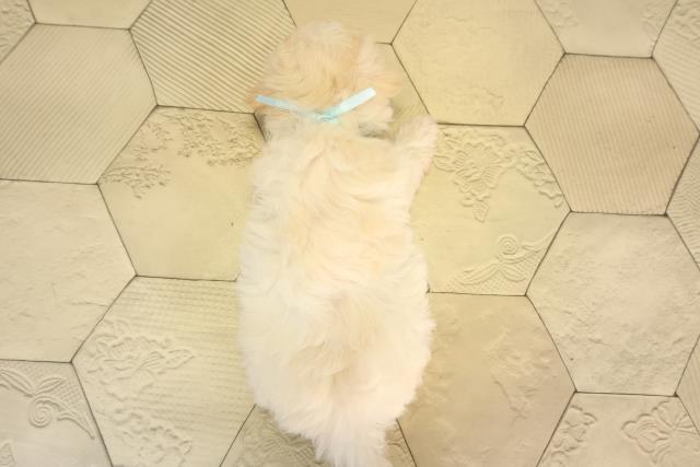 愛知県のハーフ犬・ミックス犬 (Coo&RIKU半田店/2026年3月21日生まれ/男の子/クリーム)の子犬の4枚目の画像