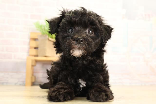 愛知県のハーフ犬・ミックス犬 (Coo&RIKU名古屋みなと店/2026年3月21日生まれ/男の子/ブラック)の子犬の1枚目の画像