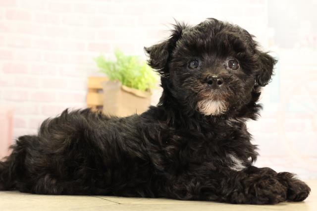 愛知県のハーフ犬・ミックス犬 (Coo&RIKU名古屋みなと店/2026年3月21日生まれ/男の子/ブラック)の子犬の2枚目の画像