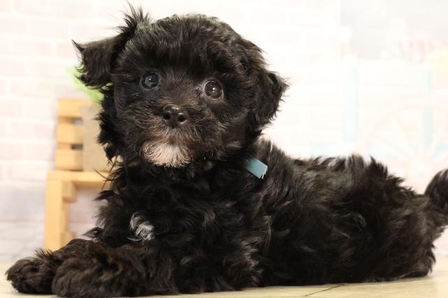 愛知県のハーフ犬・ミックス犬 (Coo&RIKU名古屋みなと店/2026年3月21日生まれ/男の子/ブラック)の子犬の3枚目の画像