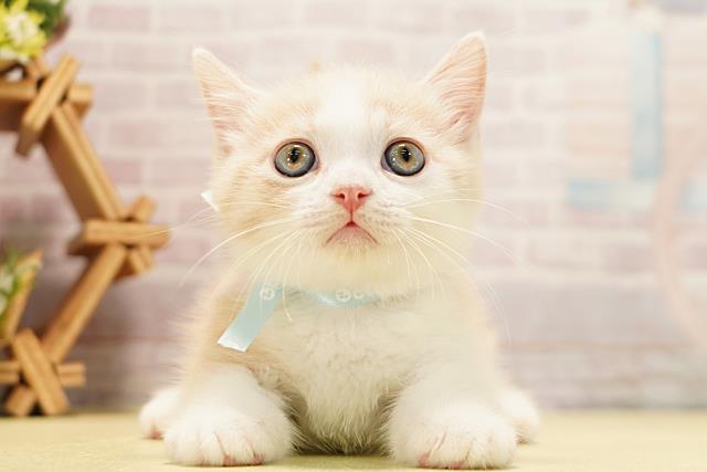 愛知県のマンチカン (Coo&RIKU岡崎店/2026年3月18日生まれ/男の子/クリームタビーホワイト)の子猫の1枚目の画像