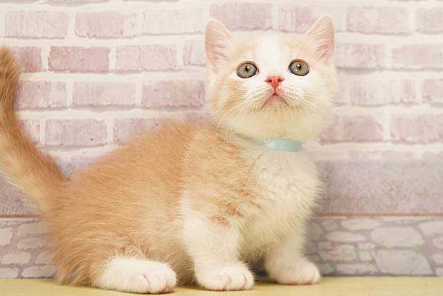 愛知県のマンチカン (Coo&RIKU岡崎店/2026年3月18日生まれ/男の子/クリームタビーホワイト)の子猫の2枚目の画像