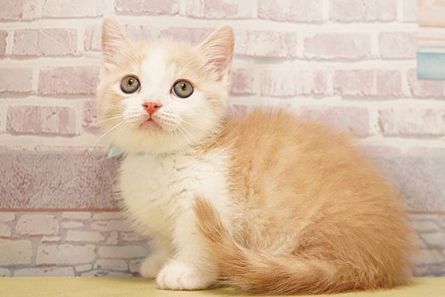愛知県のマンチカン (Coo&RIKU岡崎店/2026年3月18日生まれ/男の子/クリームタビーホワイト)の子猫の3枚目の画像