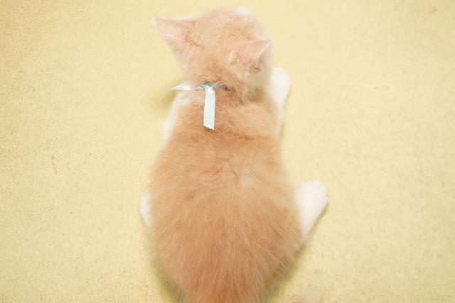 愛知県のマンチカン (Coo&RIKU岡崎店/2026年3月18日生まれ/男の子/クリームタビーホワイト)の子猫の4枚目の画像