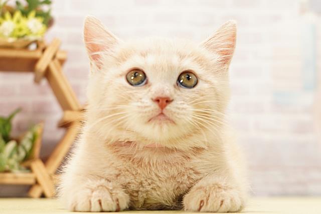 愛知県のマンチカン (Coo&RIKU豊橋店/2026年3月18日生まれ/女の子/クリームタビー)の子猫