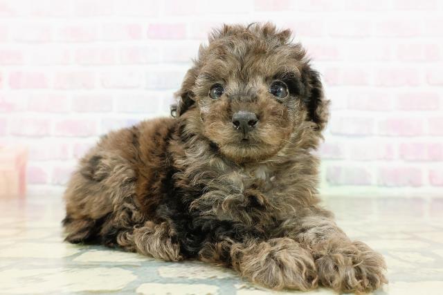 東京都のチワプー/プーチー(チワワ×プードル) (Coo&RIKU池袋西口店/2026年3月19日生まれ/女の子/ブルーマール)の子犬の3枚目の画像