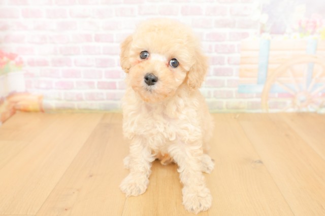 岩手県のトイプードル(トイ) (Coo&RIKU岩手盛岡店/2026年3月19日生まれ/男の子/クリーム)の子犬の1枚目の画像