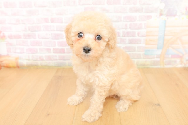 岩手県のトイプードル(トイ) (Coo&RIKU岩手盛岡店/2026年3月19日生まれ/男の子/クリーム)の子犬の2枚目の画像