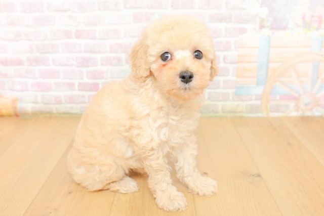 岩手県のトイプードル(トイ) (Coo&RIKU岩手盛岡店/2026年3月19日生まれ/男の子/クリーム)の子犬の3枚目の画像