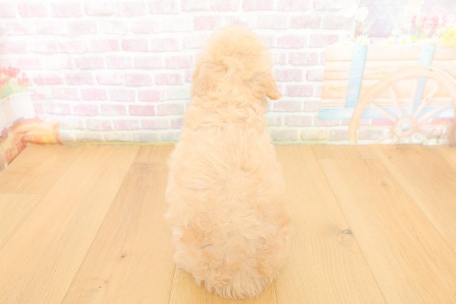 岩手県のトイプードル(トイ) (Coo&RIKU岩手盛岡店/2026年3月19日生まれ/男の子/クリーム)の子犬の4枚目の画像