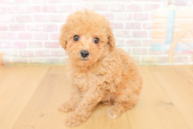 宮城県のトイプードル(トイ) (Coo&RIKU仙台太白店/2026年3月19日生まれ/男の子/アプリコット)の子犬の2枚目の画像