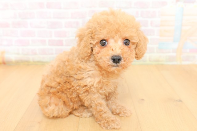 宮城県のトイプードル(トイ) (Coo&RIKU仙台太白店/2026年3月19日生まれ/男の子/アプリコット)の子犬の3枚目の画像