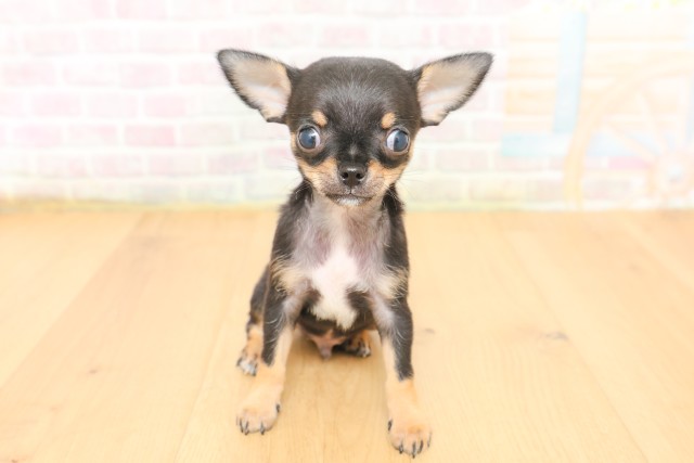 青森県のチワワ(スムース) (Coo&RIKU青森店/2026年3月15日生まれ/男の子/ブラックタン)の子犬の1枚目の画像