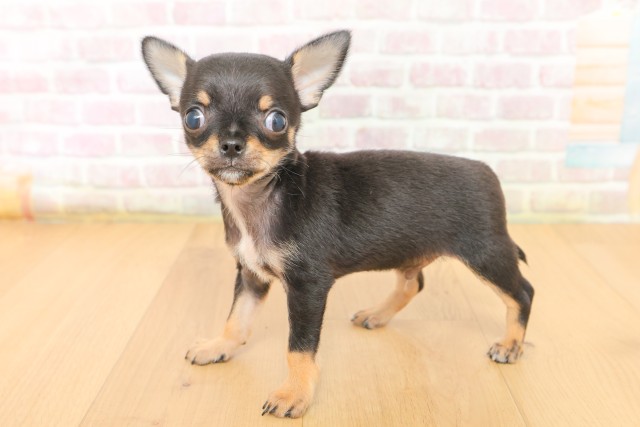 青森県のチワワ(スムース) (Coo&RIKU青森店/2026年3月15日生まれ/男の子/ブラックタン)の子犬の2枚目の画像