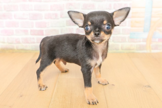 青森県のチワワ(スムース) (Coo&RIKU青森店/2026年3月15日生まれ/男の子/ブラックタン)の子犬の3枚目の画像