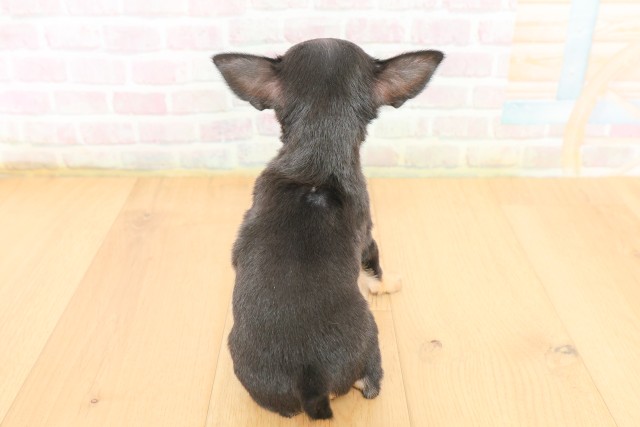 青森県のチワワ(スムース) (Coo&RIKU青森店/2026年3月15日生まれ/男の子/ブラックタン)の子犬の4枚目の画像