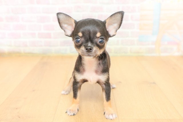 宮城県のチワワ(スムース) (Coo&RIKU仙台太白店/2026年3月15日生まれ/女の子/ブラックタン)の子犬の1枚目の画像