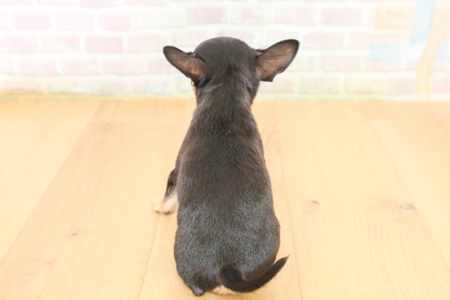 宮城県のチワワ(スムース) (Coo&RIKU仙台太白店/2026年3月15日生まれ/女の子/ブラックタン)の子犬の4枚目の画像